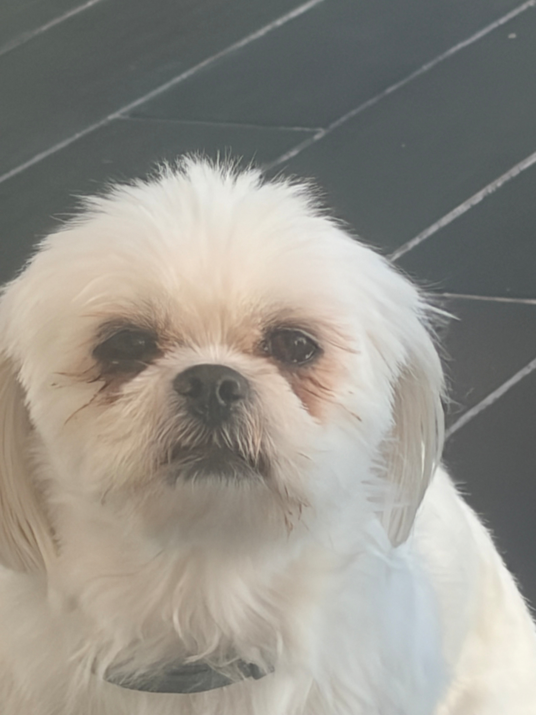 A fluffy white dog with a small face sits on a dark tiled floor.